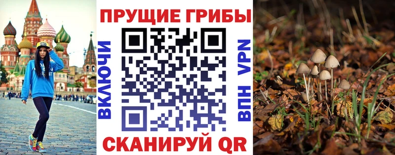 где можно купить   hydra зеркало  Галлюциногенные грибы Psilocybine cubensis  Николаевск 